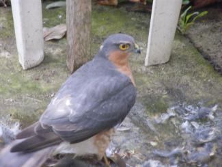 A visiting sparrowhawk having a meal outside our kitchen window!