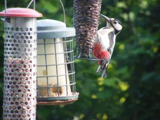 male woodpecker at our peanuts