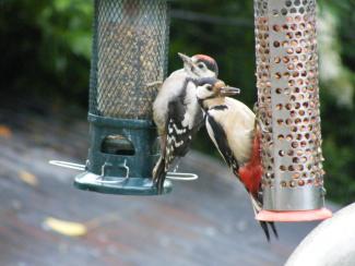 Woodpecker and newly fledged baby